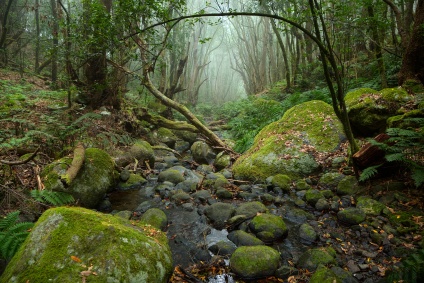 Der tropische Wald „Laurisilva“ auf Teneriffa