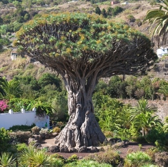 Drachenbaum - Sehenswürdigkeit auf Teneriffa